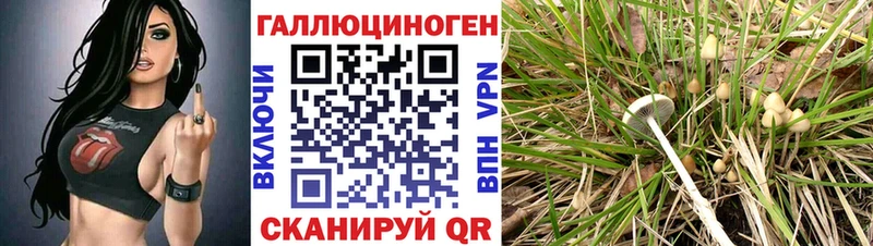 kraken рабочий сайт  Тулун  Галлюциногенные грибы Psilocybe  купить  цена 